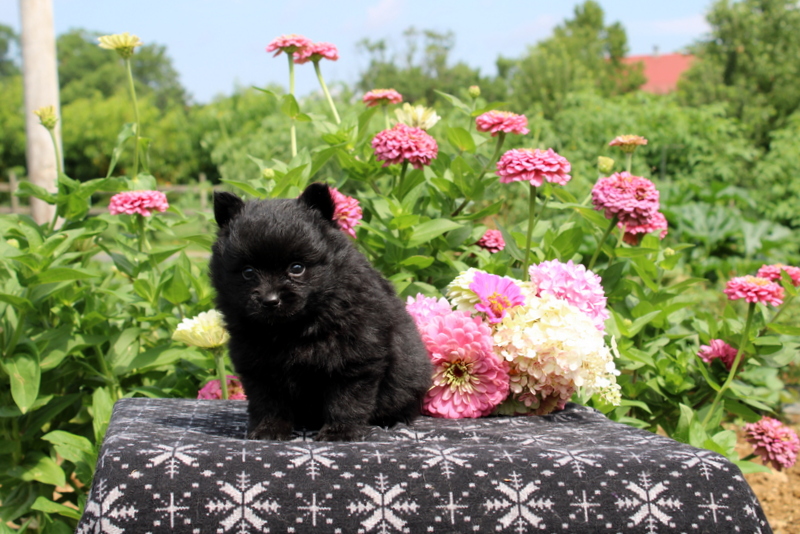 puppy, for, sale, Pomeranian, Matthew B. Stoltzfus, dog, breeder, Gap, PA, dog-breeder, puppy-for-sale, forsale, nearby, find, puppyfind, locator, puppylocator, aca